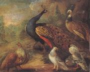 Marmaduke Cradock Peacock and Partridge oil painting